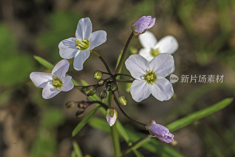 Cardamine california (Milkmaids)是十字花科(Brassicaceae)的开花植物。